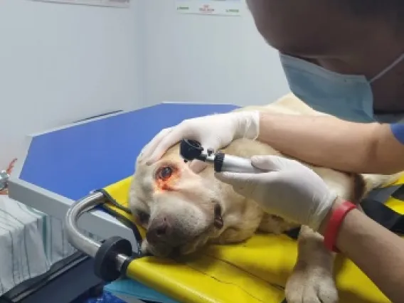 Hatul Madan dog eye exam