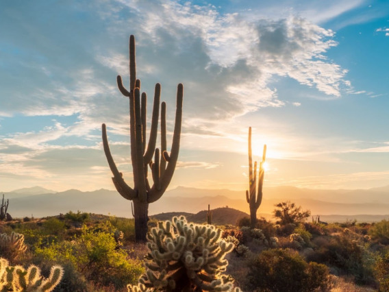 Sonora desert sunrise