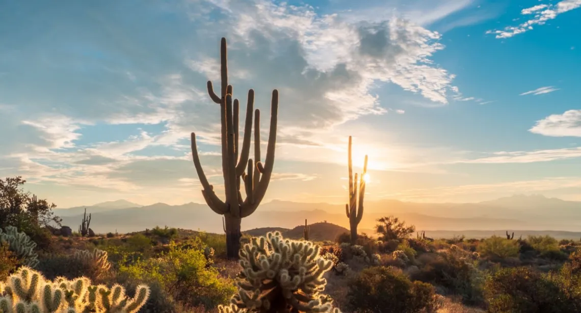 Sonora desert sunrise