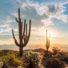 Sonora desert sunrise