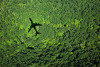 Image of shadow of an airplane over dense green foliage
